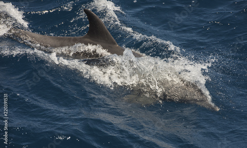 Bottlenose dolphin swimming on surface in open ocean