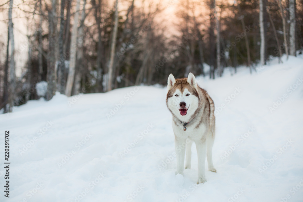 Portrait of standing siberian Husky dog on the snow in winter forest at sunset. Beige and white husky is looking straight to the camera. Portrait of standing siberian Husky dog on the snow in winter forest at sunset. Beige and white husky is looking straight to the camera.