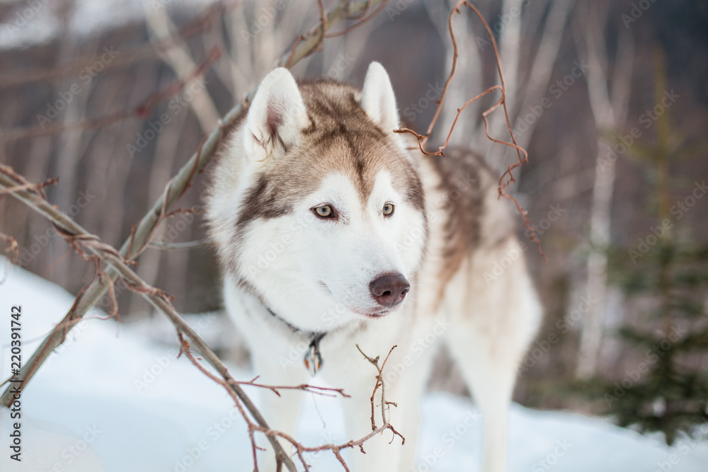 Profile portrait of attentive siberian Husky dog standing on the snow in winter forest at sunset on a mountain background. Husky male looks like a wolf. Profile portrait of attentive siberian Husky dog standing on the snow in winter forest at sunset on a mountain background. Husky male looks like a wolf.