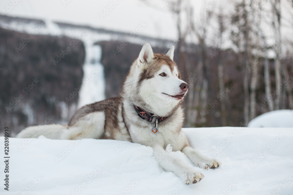 Portrait of gorgeous Siberian Husky dog liying on the snow and looking to the camera in winter forest on a slope background on Sakhalin Island