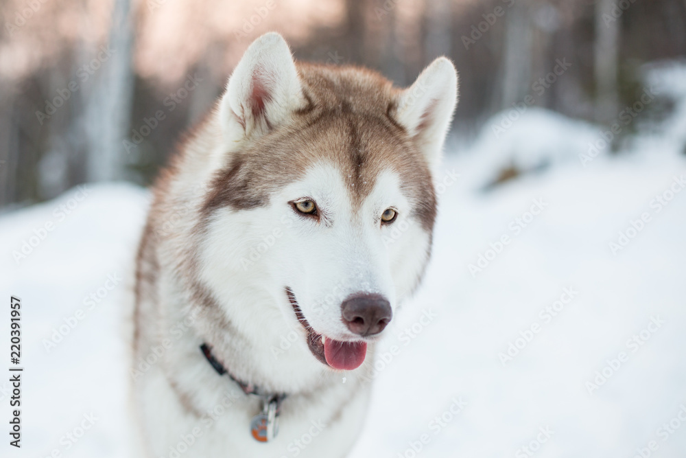 Close up portrait of siberian Husky dog sitting on the snow in winter forest at sunset