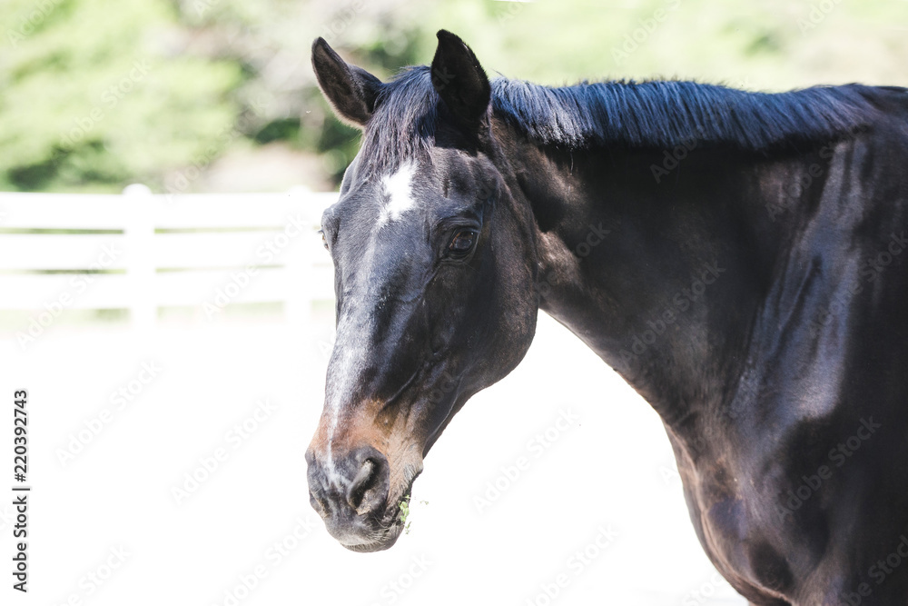 Fototapeta premium 黒鹿毛の馬
