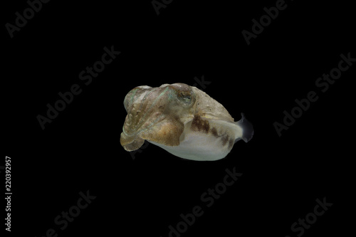 Cuttlefish or cuttles are marine animals of the order Sepiida with black isolated background.