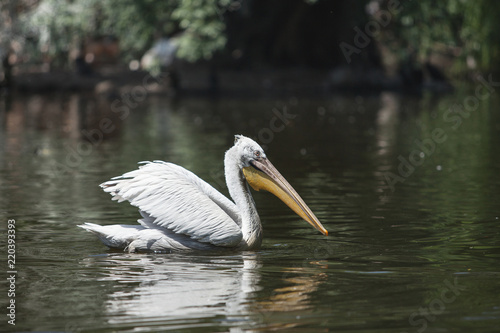 A large white pelican swims in a pond