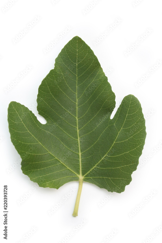 Green fig tree leaf isolated on white background
Green fig tree leaf isolated on white background