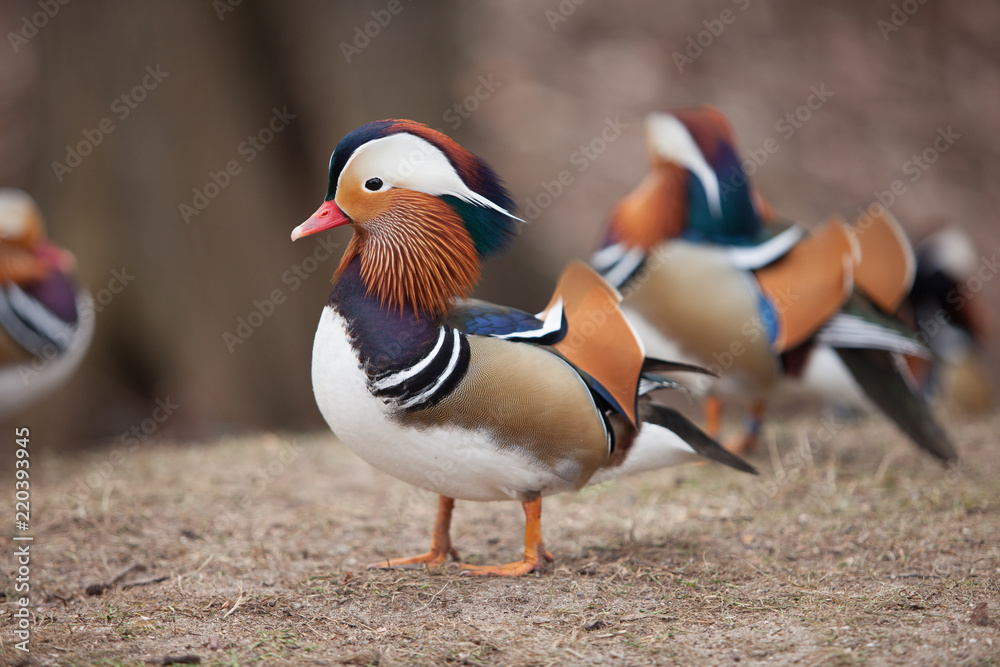 beautiful wild ducks beautiful wild ducks