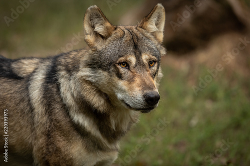 Grey Wolf Europe Animal © AB Photography