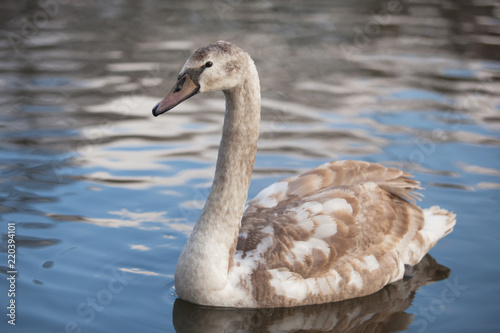portrait of a beautiful gray swan