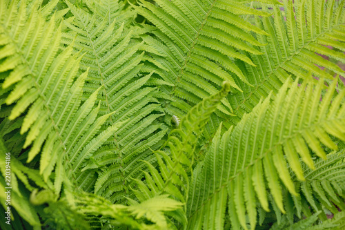 Green fern leaf close-up.