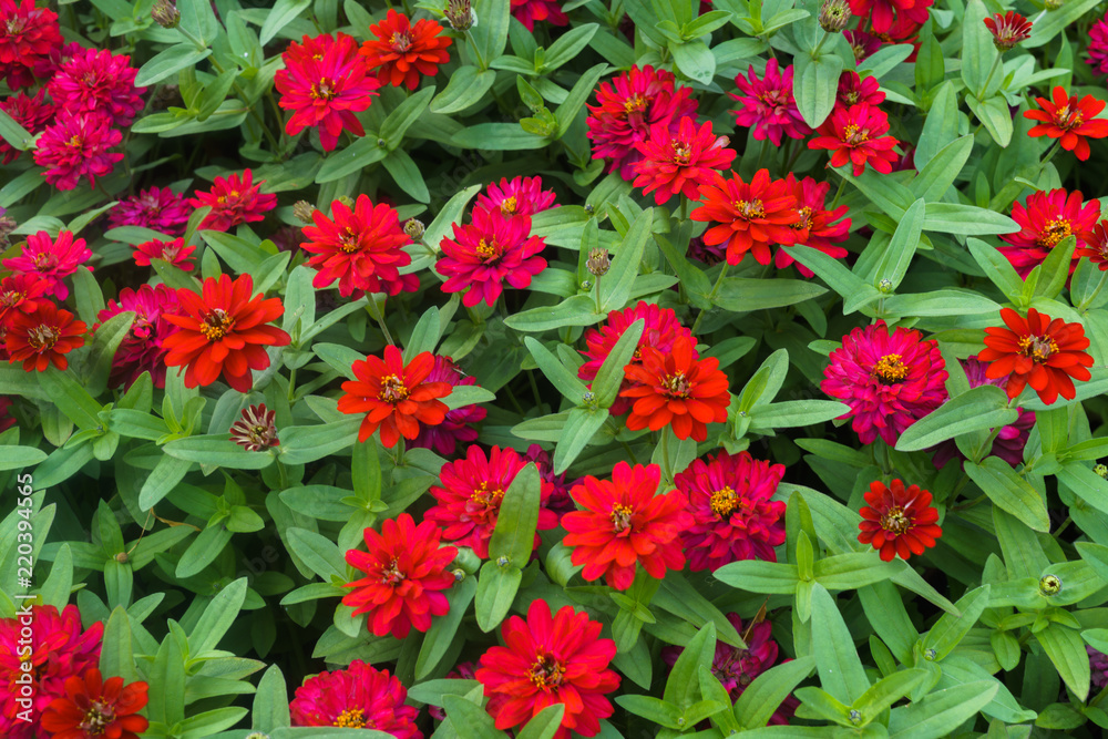 colorful beautiful flowers of zinnia in the city park.