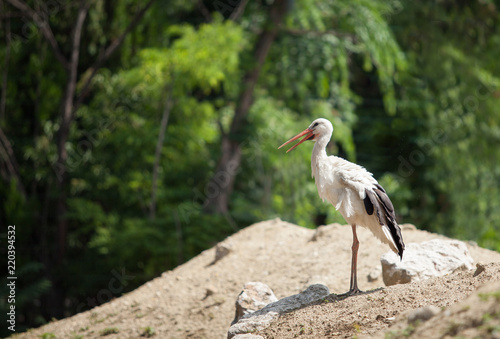 beautiful white stork stands on a hill of sand against a background