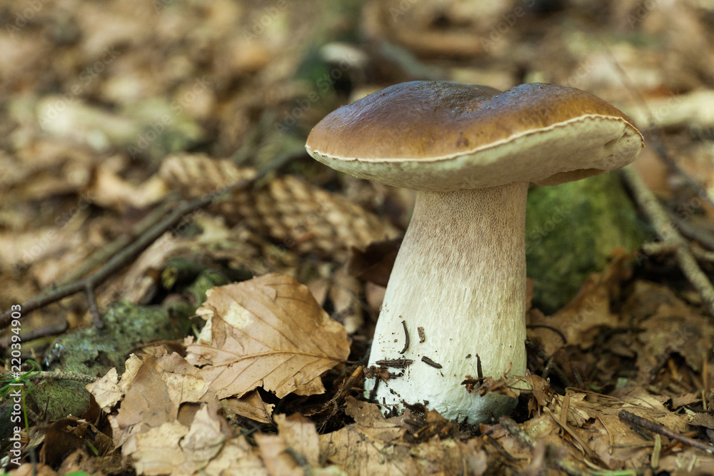 Autumn porcini background, agriculture boletus. Brown cap mushroom. Autumn porcini background, agriculture boletus. Brown cap mushroom.