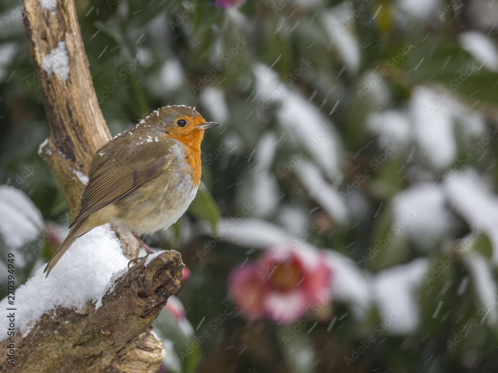 English Robin English Robin