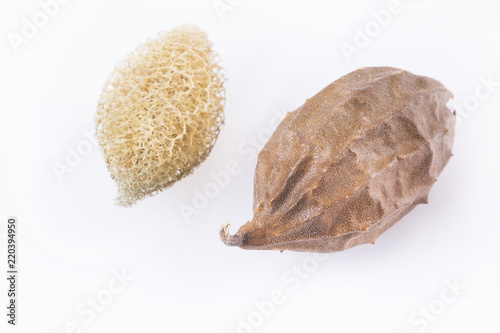 Vegetable sponge - Luffa operculata. Small cylindrical vegetable sponge photo