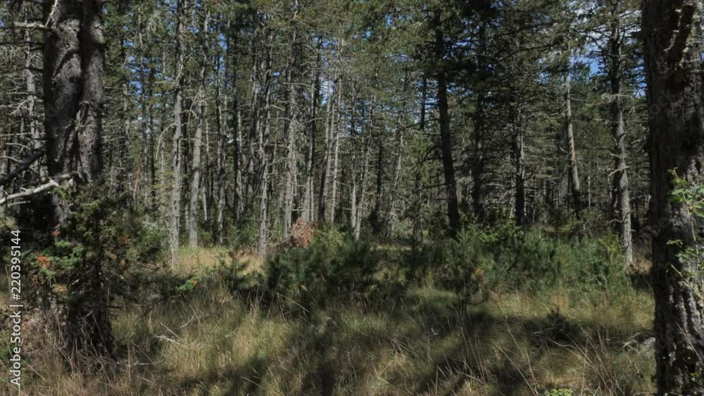 Dolly zoom of Lozere forest, near Aubrac Valley, France. Dolly zoom of Lozere forest, near Aubrac Valley, France.