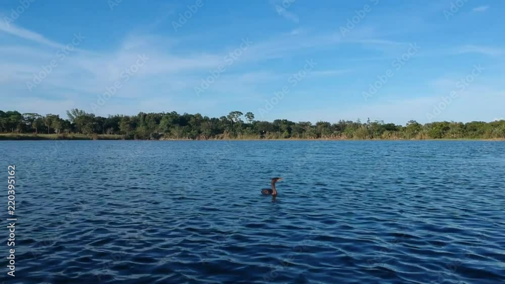 Aerial of a bird swimming in the water on a lake