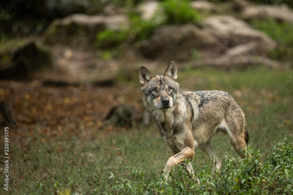 Grey Wolf Europe Animal