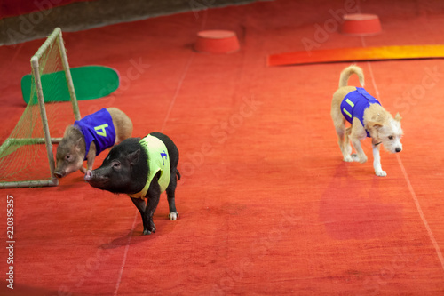 Pigs play football in circus arena