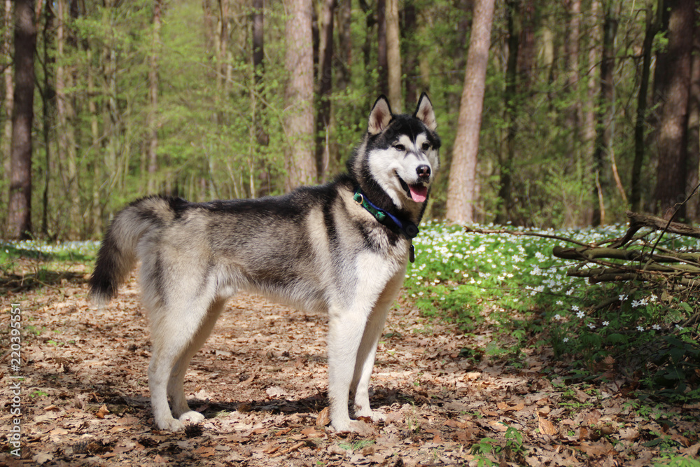 Black and gray husky walks in the forest with flowers Black and gray husky walks in the forest with flowers