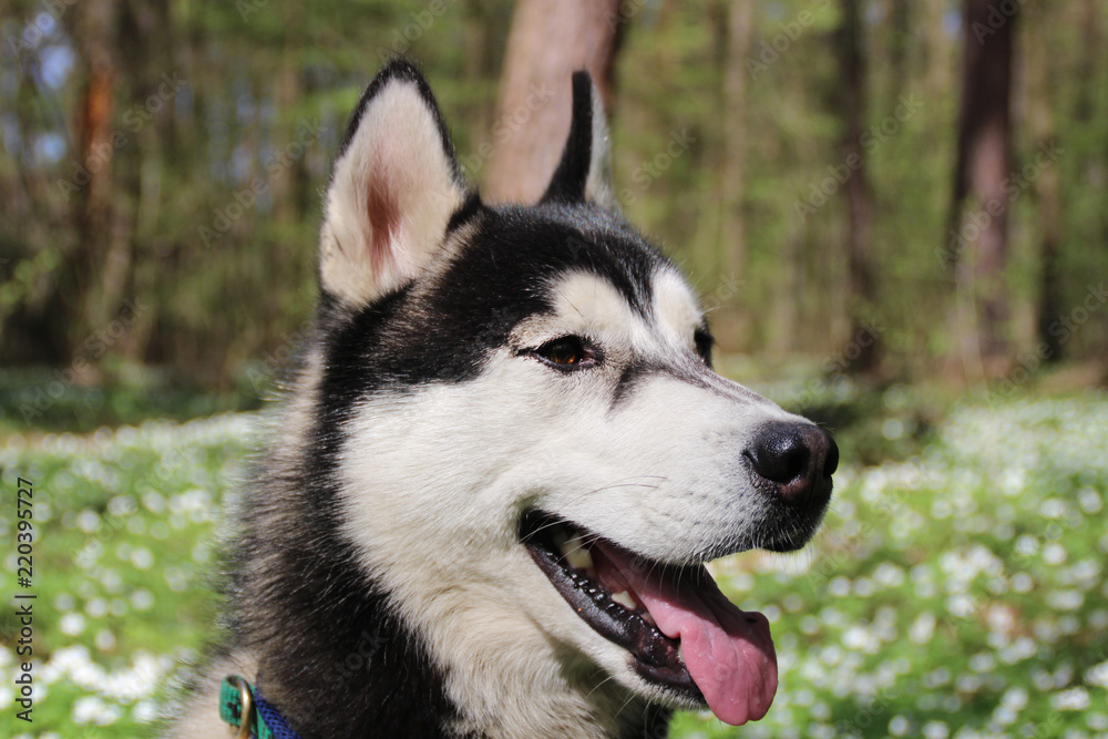 Black and gray husky walks in the forest with flowers
