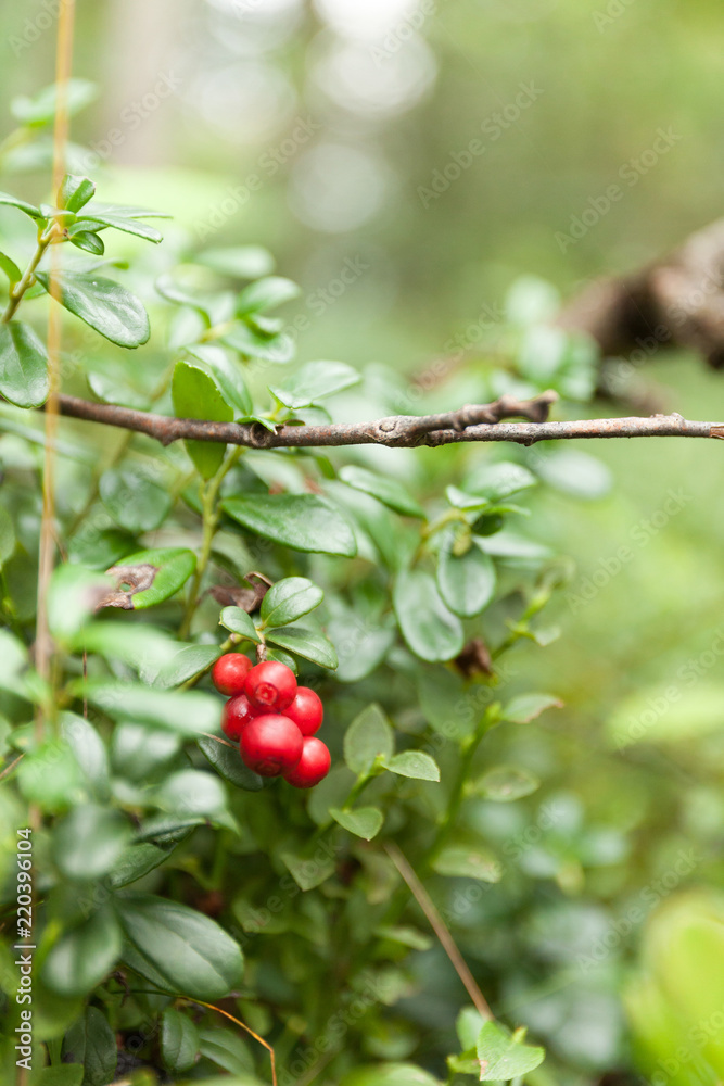 Cowberry eurasian flora, edible forest lingonberry. Cowberry eurasian flora, edible forest lingonberry.