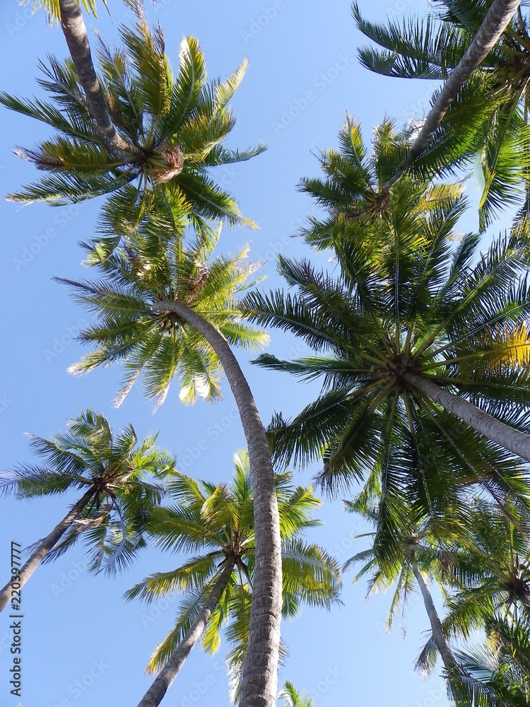 Naklejka premium Palm trees on the beach