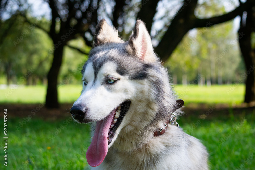 Young energetic dog on a walk. Siberian husky. Sunstroke, health of pets in the summer. How to protect your dog from overheating.Training of dogs. Whiskers, portrait, closeup. Enjoying, playing