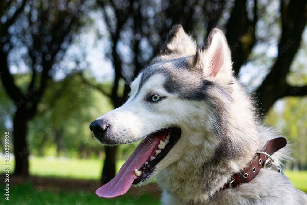 Young energetic dog on a walk. Siberian husky. Sunstroke, health of pets in the summer. How to protect your dog from overheating.Training of dogs. Whiskers, portrait, closeup. Enjoying, playing