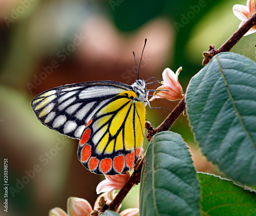 Butterfly jezebel or Delias eucharis on pink flowers with colorful blurred background photo