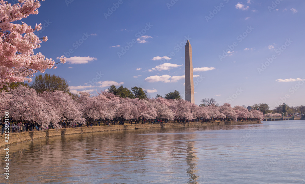 Obraz premium Washington DC Cherry Blossom Festival