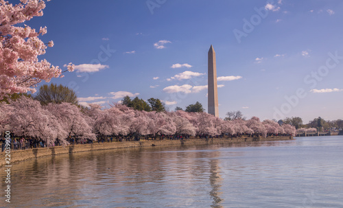 Washington DC Cherry Blossom Festival