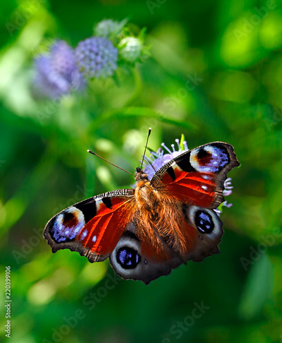 Canvas Print Peacock butterfly or Aglais io (Inachis io), Nymphalidae family, on violet flowe
