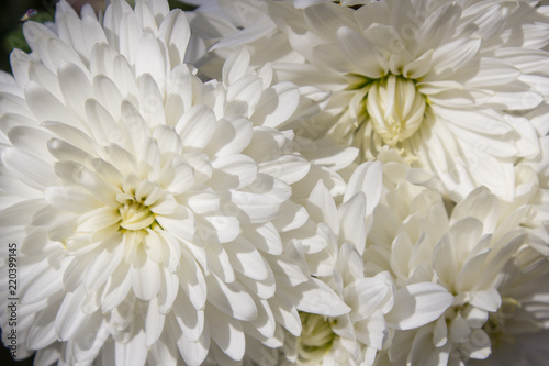 White Chrysanthemum morifolium autumn flowers are white  flowers are Chrysanthemum morifolium