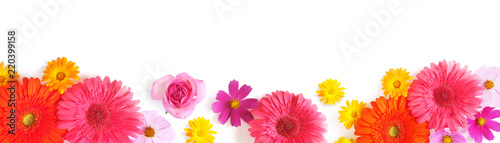 Gerbera and and cosmos flowers isolated on white background, top view, flat lay. Flower frame