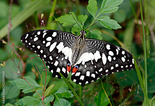 White lime butterfly or Papilio demoleus, Papilionidae family, in green grass and leaves on a meadow. Unusual white color of this typically yellowish butterfly