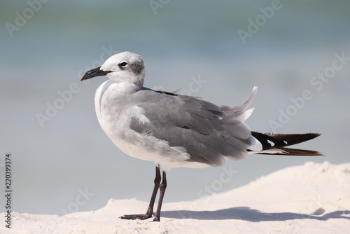 Seagull taking a break on the beach
