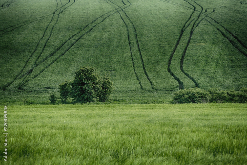 Green field with young wheat and trees