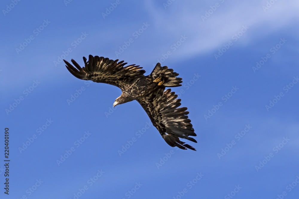 Obraz premium Bird juvenile blad eagle at Big Bear Lake in California