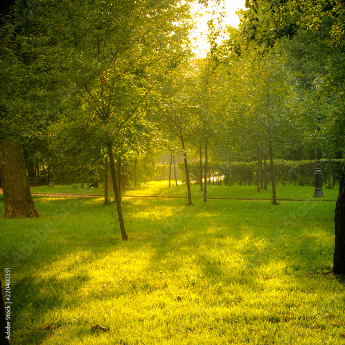 Low sun, soft sunlight in park illuminate the grass and trees, toned image, autumn background