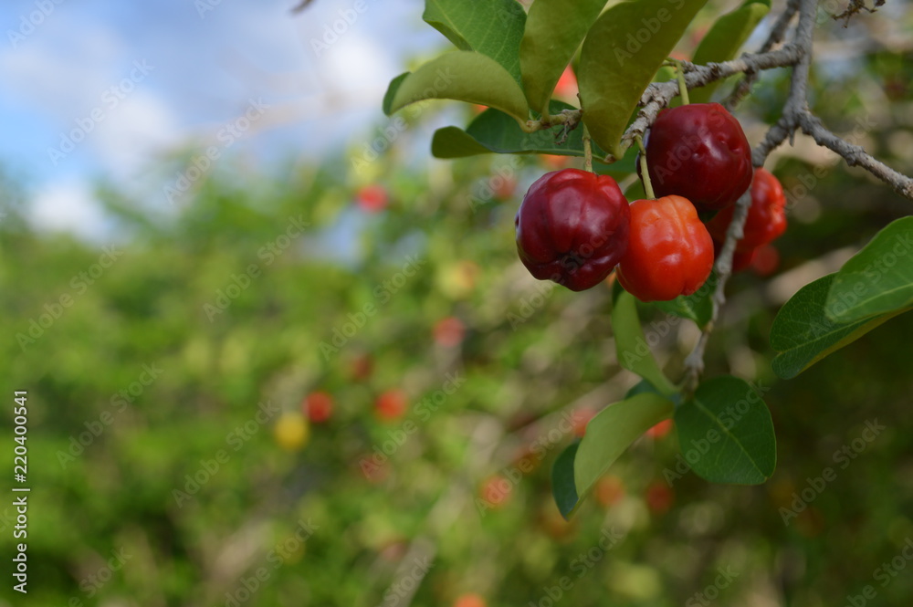 Acerola Acerola