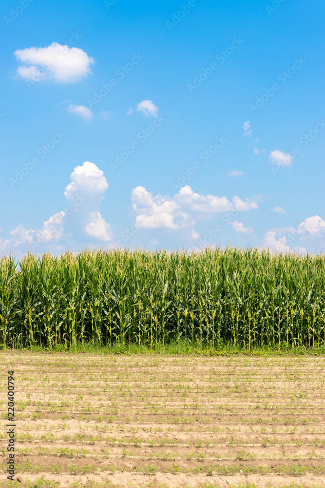 Obraz premium Maisfeld, blauer Himmel