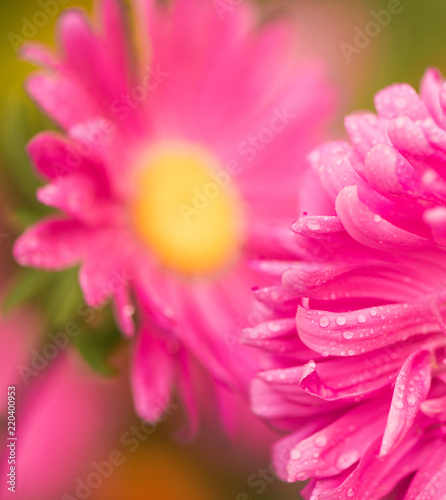 bright colorful summer flowers with rain drops on petals