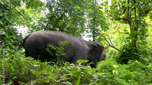 Elephants on grass. ElephantWorld Sunctuary, Thailand
 photo