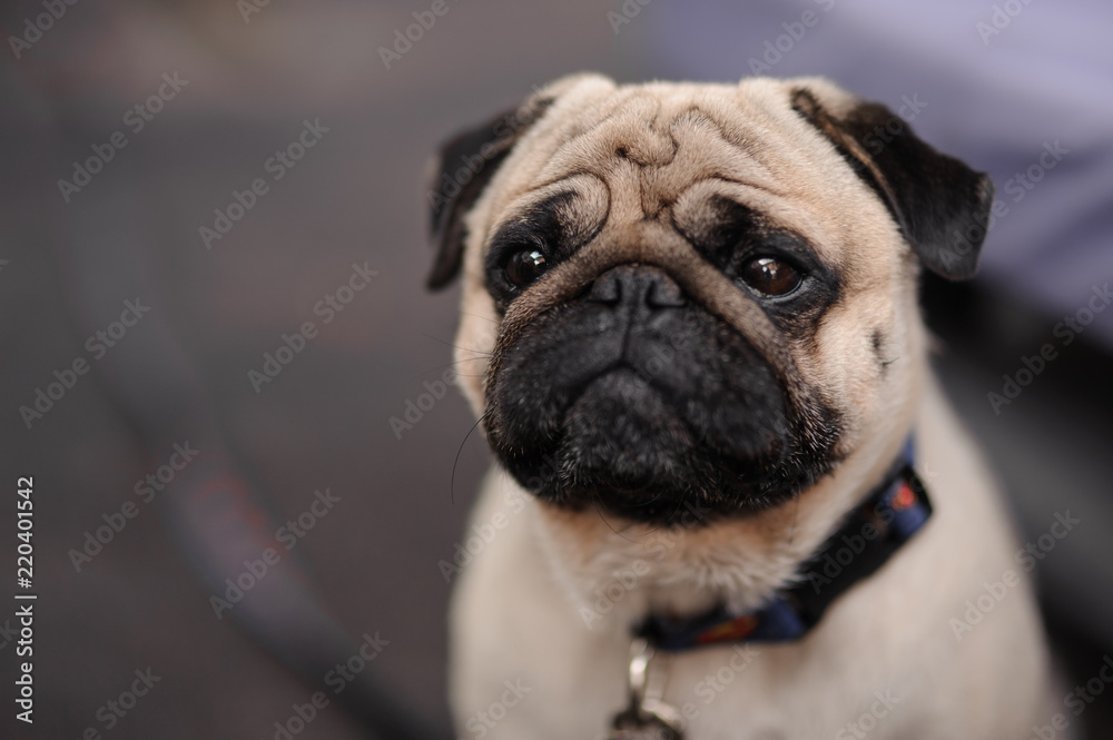 Cute little pug with a collar sitting on blurred background
