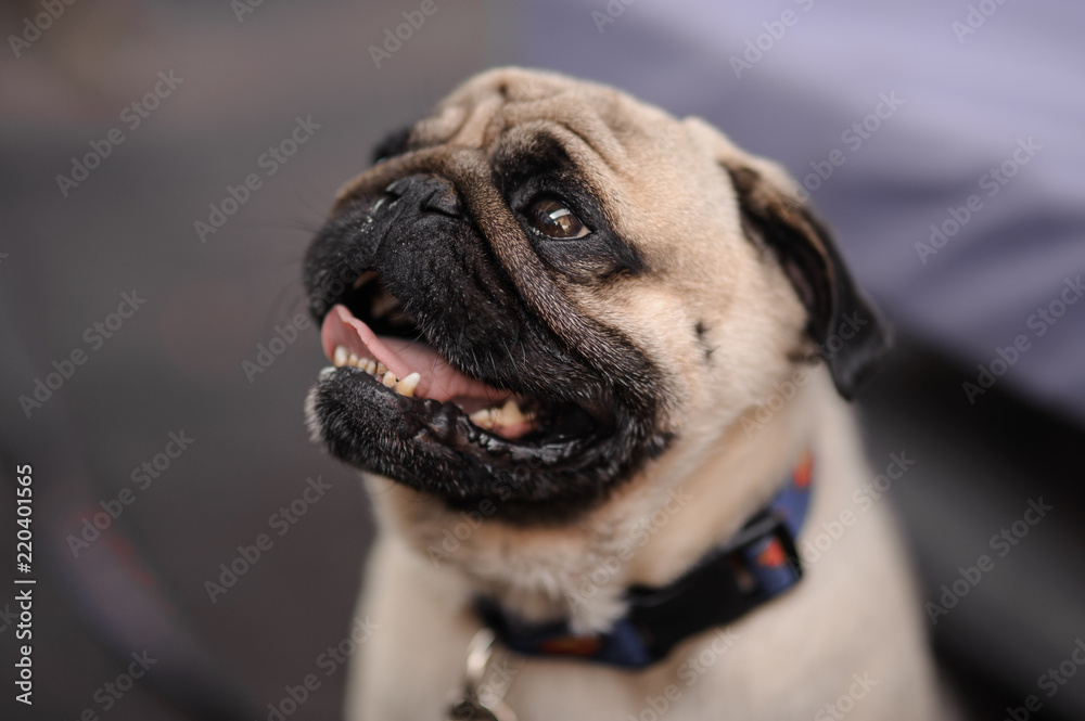 Cute pug with a collar sitting on blurred background with open mouth