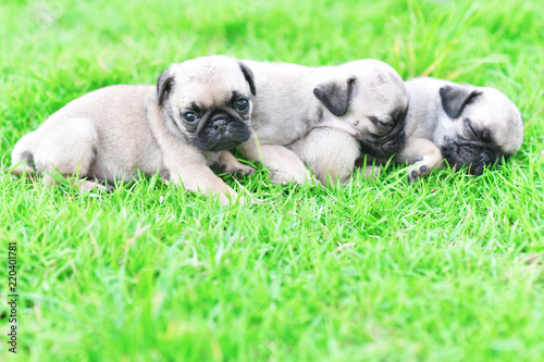 Cute puppies Pug sleeping together in green lawn after eat feed 