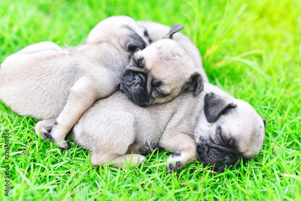 Cute puppies Pug sleeping together in green lawn after eat feed
Cute puppies Pug sleeping together in green lawn after eat feed