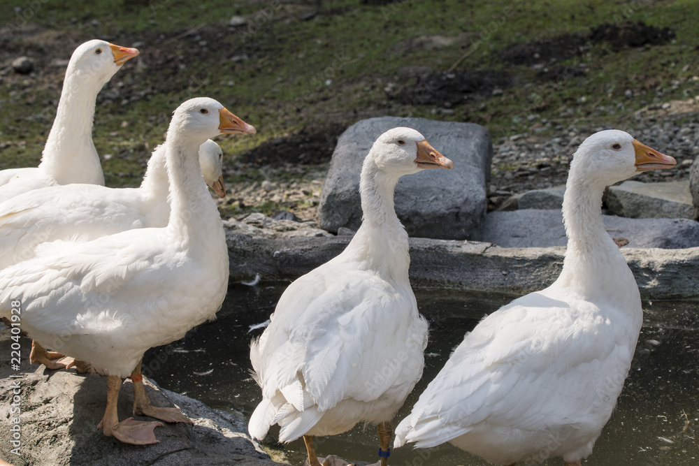 Domestic geese out by the artificial lake. Domestic geese out by the artificial lake.