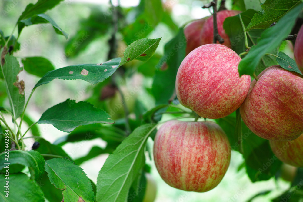 New harvest of healthy fruits, ripe sweet red apples growing on apple tree New harvest of healthy fruits, ripe sweet red apples growing on apple tree