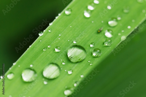 Water drops on green leaf close up.